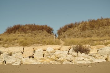 Dunes fixées couvertes d'oyat (Ammophila arenaria).