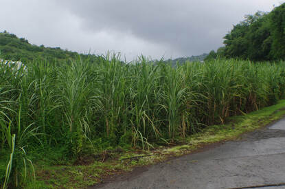 Champ de canne à sucre en Martinique.