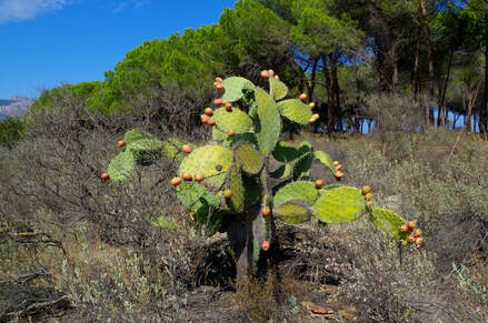 Le figuier de barbarie (Opuntia ficus-indica), invasif notamment en Corse.