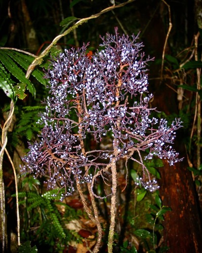 Le cèdre rabougri (Parasitaxus usta, Podocarpaceae). © Asakawa Takeshi
