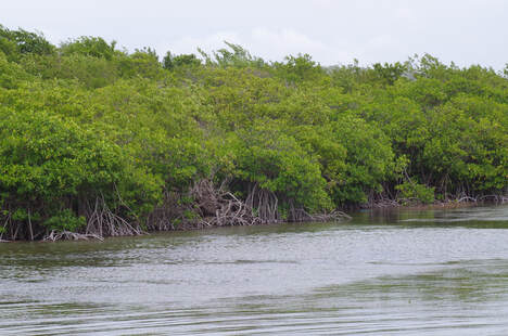 La mangrove, ici à palétuvier rouge.