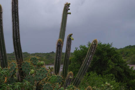 Quelques cactus-cierges et oponces.