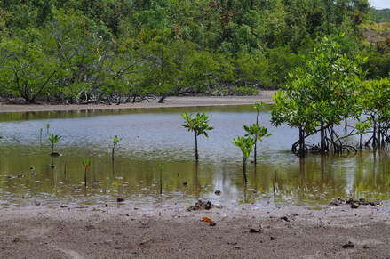 La mangrove, milieu hypoxique.