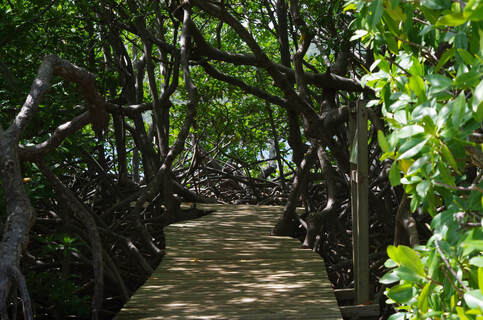 Petit passage dans la mangrove.